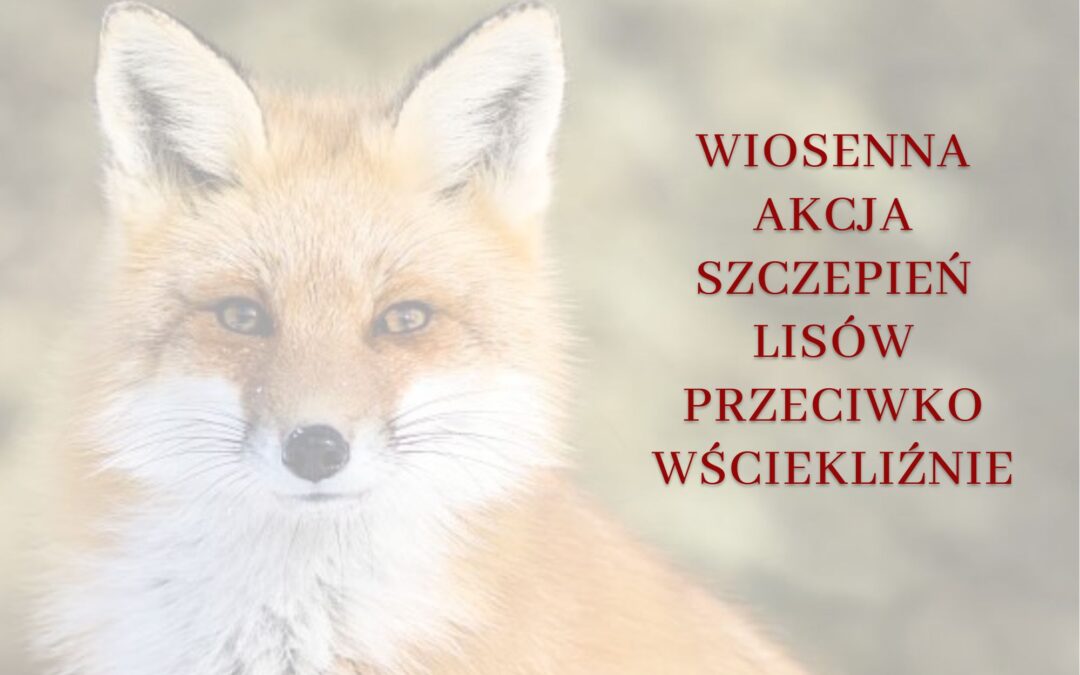 Komunikat Lubelskiego Wojewódzkiego Lekarza Weterynarii – Wiosenna akcja szczepień lisów przeciwko wściekliźnie.