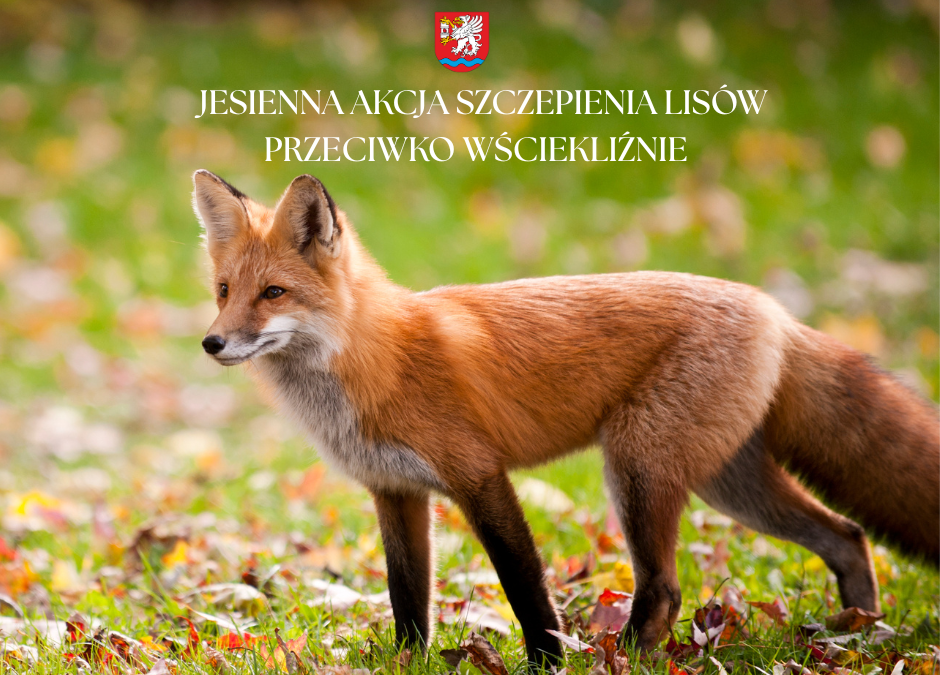 Jesienna akcja szczepienia lisów przeciwko wściekliźnie